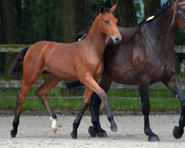 horse Levistina C&T Z (Zangersheide riding horse, 2016, from Levisto Z)