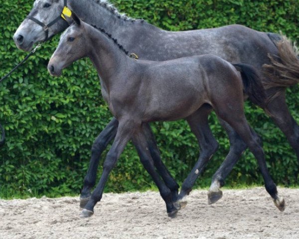 horse Conchitta Z (Zangersheide riding horse, 2016, from Cornado II)