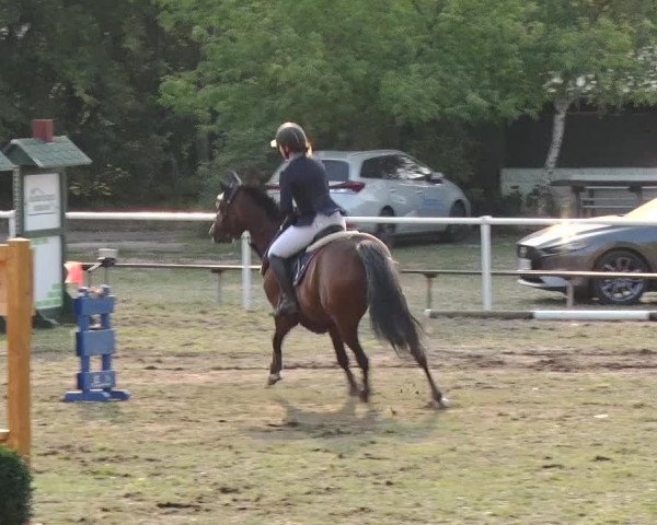 Reitturnier Reckahn 2019