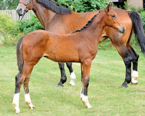 horse Comilfo Plus II Z (Zangersheide riding horse, 2016, from Comme il Faut)