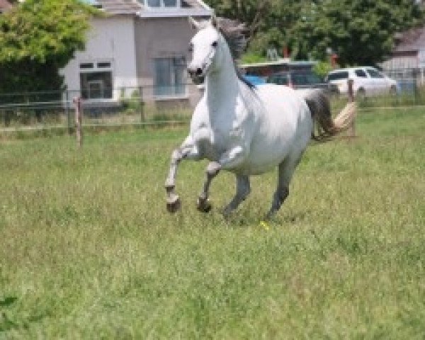 Zuchtstute Country Kid B Z (Zangersheide Reitpferd, 2004, von Chellano Z) Zuchtstute Country Kid B Z (Zangersheide Reitpferd, 2004, von Chellano Z)