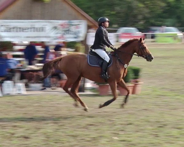 Reitturnier Reckahn 2019