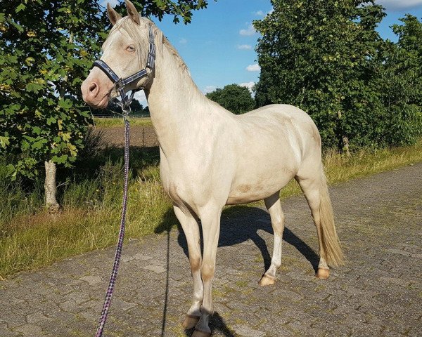 broodmare Veenstra's Ivana (Nederlands Welsh Ridepony, 2013, from Desperado)