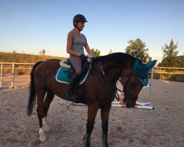 jumper Enrico (Hanoverian, 2006, from Escudo I)