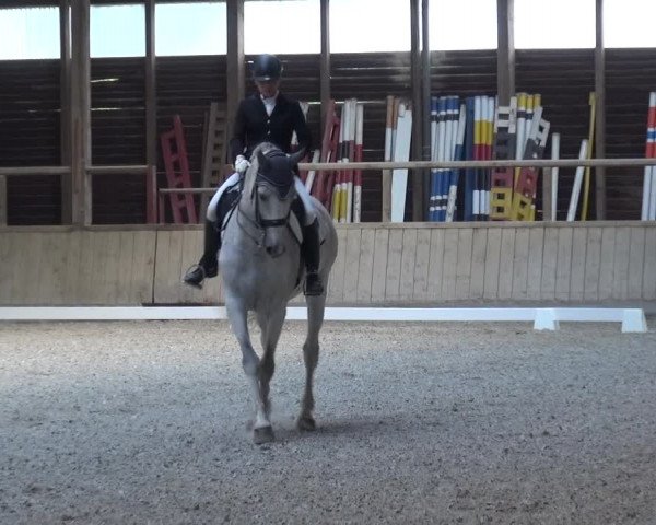 Reitturnier Heidelberg-Kirchheim 2019
