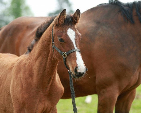 horse Cartier - KL (Westphalian, 2016, from Coupie)