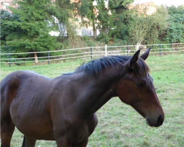 horse Evita TS (Westphalian, 2016, from Estobar NRW) horse Evita TS (Westphalian, 2016, from Estobar NRW)