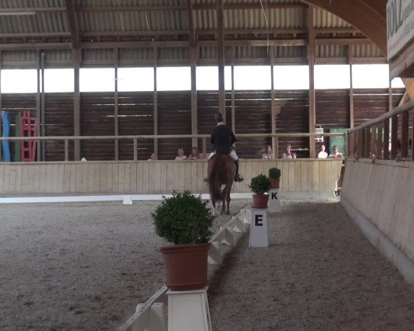 Reitturnier Heidelberg-Kirchheim 2019