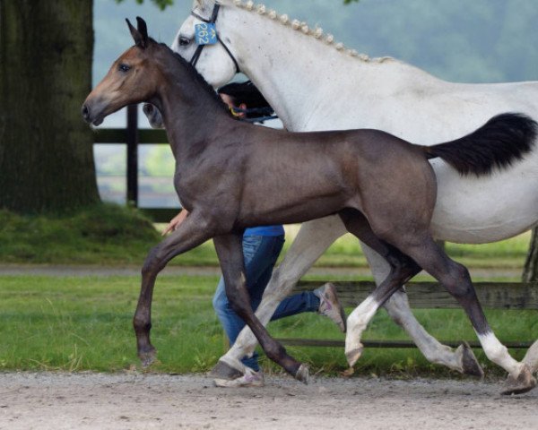 Pferd Carrasco van de Molendreef Z (Zangersheide Reitpferd, 2016, von Comme il Faut)