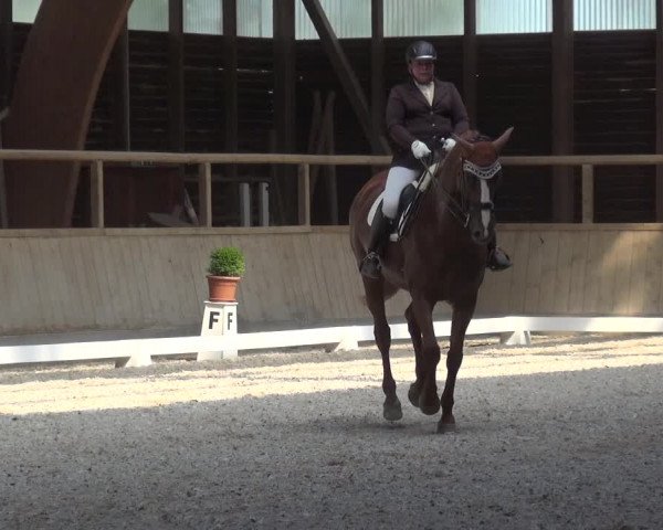 Reitturnier Heidelberg-Kirchheim 2019