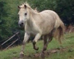 Zuchtstute Trixi (Shetland Pony, 2008)