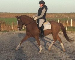 dressage horse Big boy (German Riding Pony, 2004)