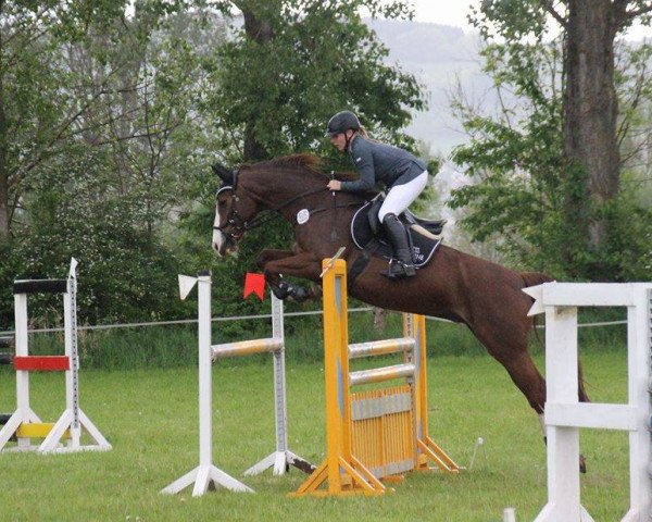 broodmare Virginia 177 (Hanoverian, 2005, from Now Or Never M) broodmare Virginia 177 (Hanoverian, 2005, from Now Or Never M)