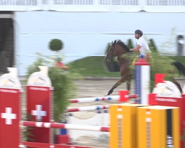 Reitturnier Humlikon 2019