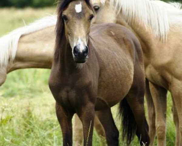 Pferd Hesselteichs Little Gypsy (Deutsches Reitpony, 2015, von Gandalf)