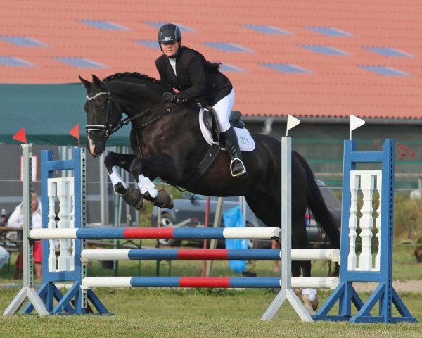 jumper Graf Grannox (Hanoverian, 2002, from Grand Cru)
