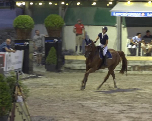 Reitturnier Humlikon 2019