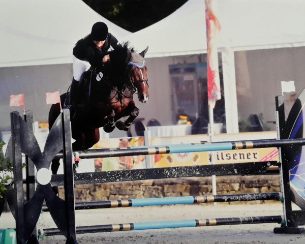 jumper Landräuber 4 (Westphalian, 2001, from Landstreicher)