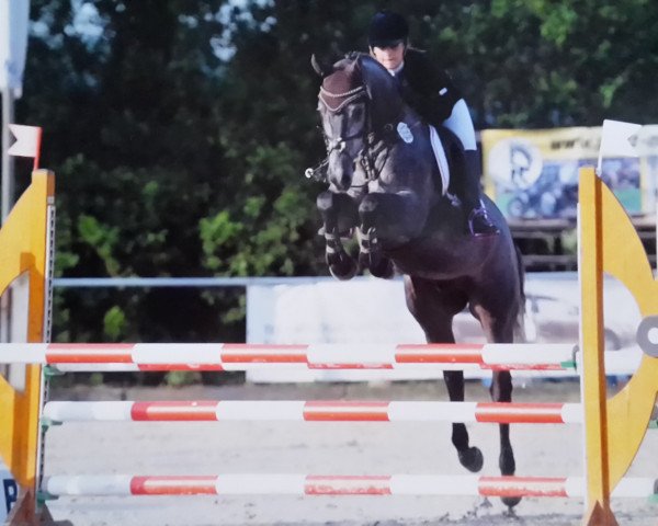 jumper Chester 331 (Oldenburg show jumper, 2012, from Conthargos) jumper Chester 331 (Oldenburg show jumper, 2012, from Conthargos)