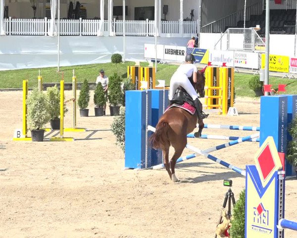 Reitturnier Humlikon 2019
