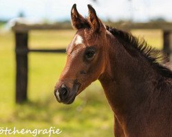 Dressurpferd Santa Margherita K (Westfale, 2016, von Sir Heinrich OLD)