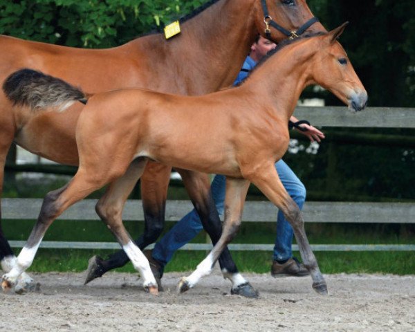 Pferd Quinta DB Z (Zangersheide Reitpferd, 2016, von Quasimodo vd Molendreef)