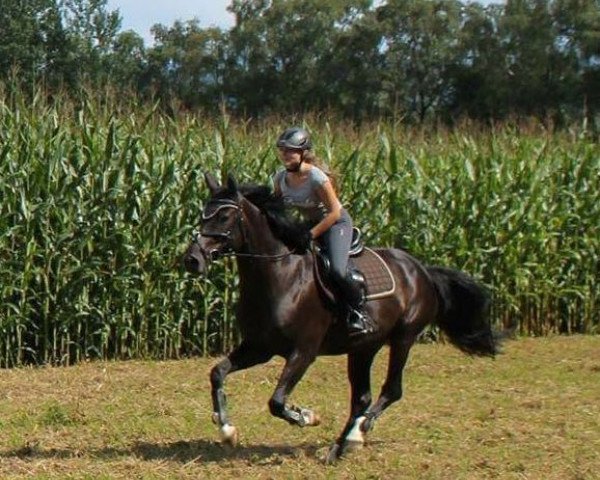 broodmare Dakota 383 (Rhinelander, 2009, from Diarado)