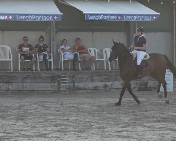 Reitturnier Humlikon 2019