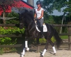 dressage horse Iconographe (KWPN (Royal Dutch Sporthorse), 2013, from Glock's Dream Boy)
