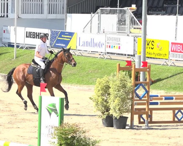 Reitturnier Humlikon 2019