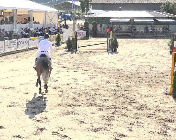 Reitturnier Humlikon 2019