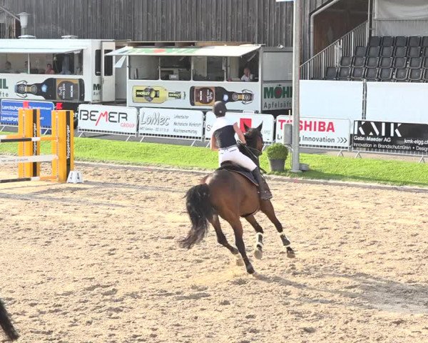 Reitturnier Humlikon 2019