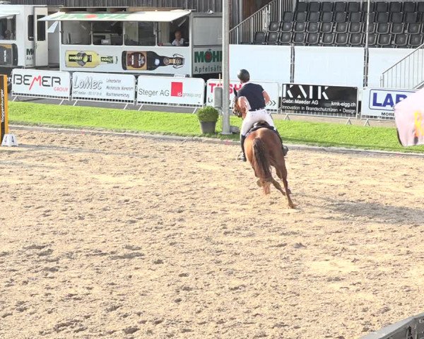 Reitturnier Humlikon 2019