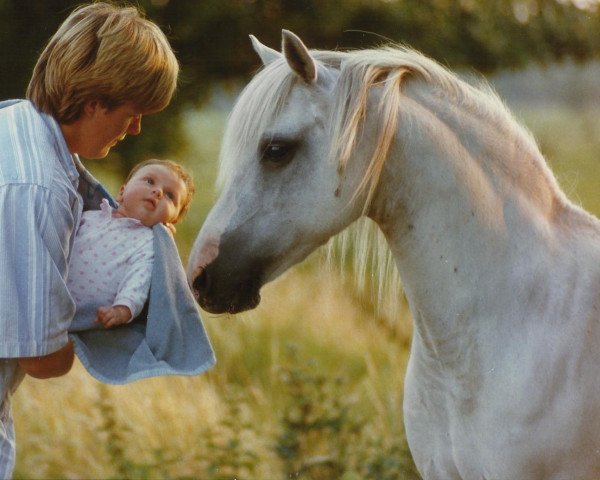broodmare Escley Catpip (Welsh mountain pony (SEK.A), 1972, from Clan Pip)