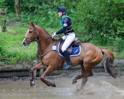 Cavallo da salto Casper 246 (Renano, 2004)