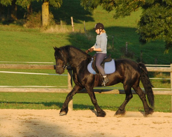 Dressurpferd Michel 239 (Friese, 2004, von Tsjerk 328)