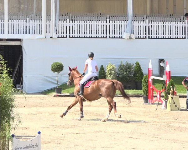 Reitturnier Humlikon 2019