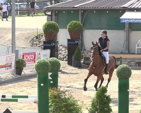 Reitturnier Humlikon 2019