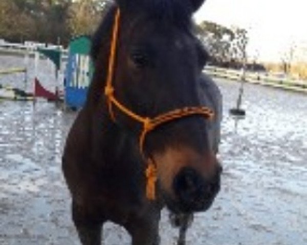 jumper Dara 24 (Oldenburg, 2001, from Don Larino 171 FIN)
