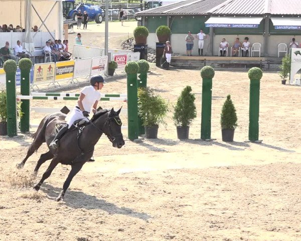 Reitturnier Humlikon 2019