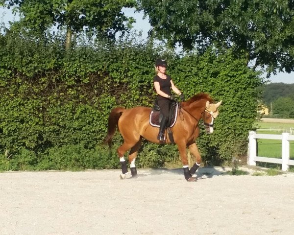 horse Barroso (German Sport Horse, 2010, from Belissimo NRW)