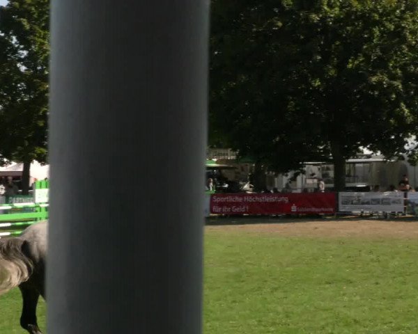 Reitturnier Aschersleben 2019