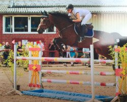 jumper Collister (Hanoverian, 2009, from Contendro I)