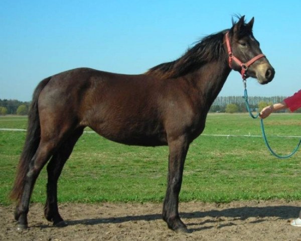 Zuchtstute Tara Tatezi (Connemara-Pony, 2006, von Dreikronen Lucky Star)