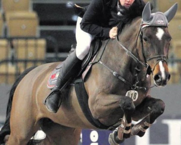 broodmare Zarin 43 (Holsteiner, 2007, from Clarence C)