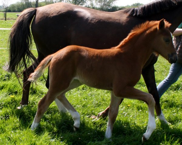 broodmare Dandelia B (German Riding Pony, 2016, from Dating AT NRW)