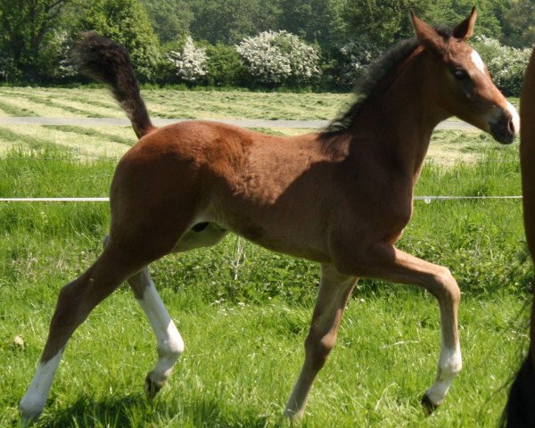 horse Sympatico B (Westphalian, 2016, from Symphonic)