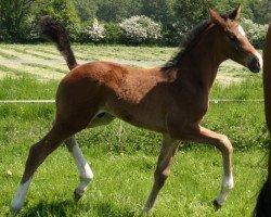 horse Sympatico B (Westphalian, 2016, from Symphonic)