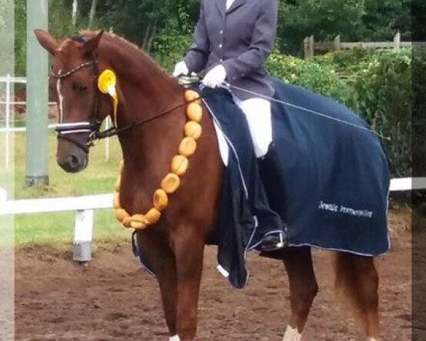 Zuchtstute Lady (Deutsches Sportpferd, 2011, von Lord Loxley I)