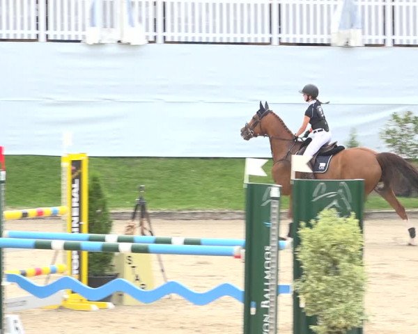 Reitturnier Humlikon 2019